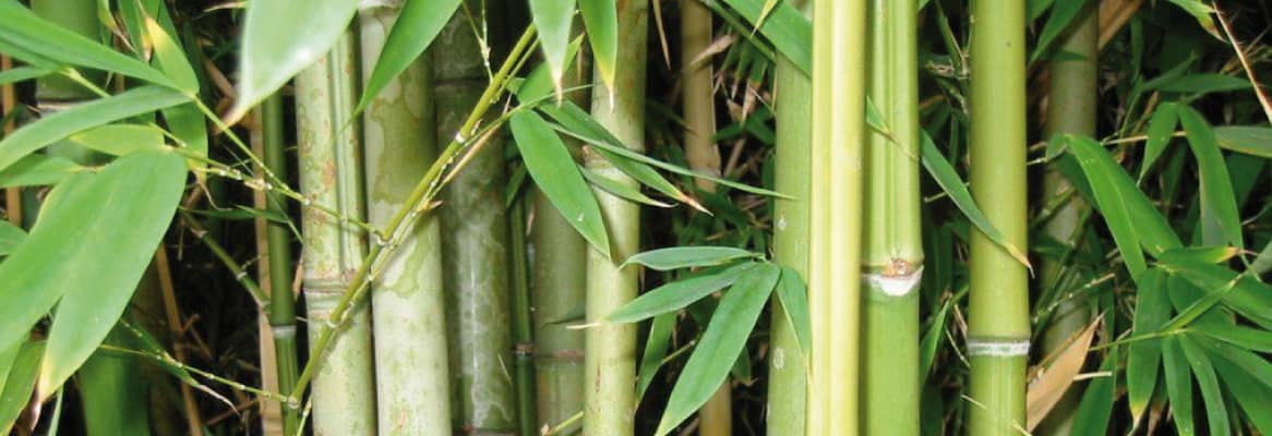 Екстракт бамбуку